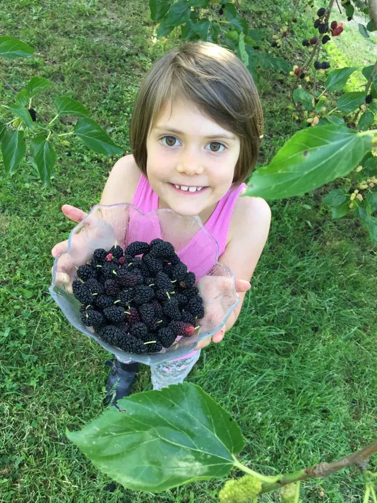 A bowl of freshly picked blackberries