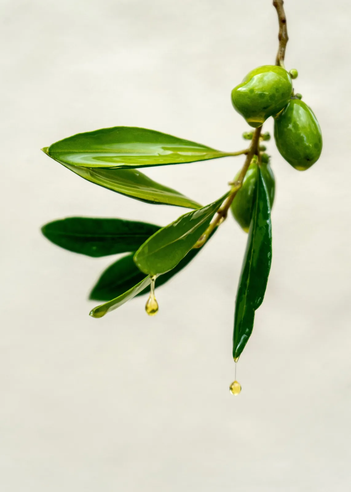 An olive sprig with a drop of oil falling from the fruit