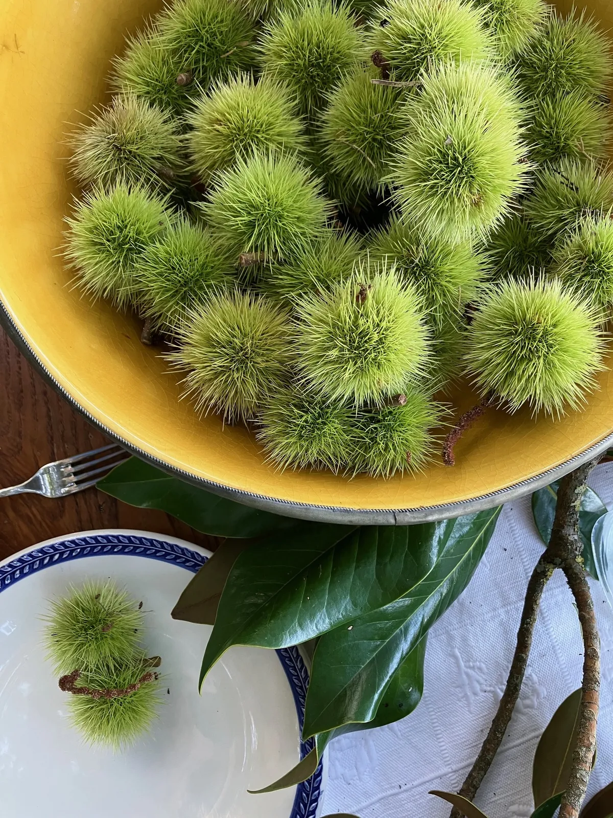 A yellow bowl heaped with spiky chestnut husks