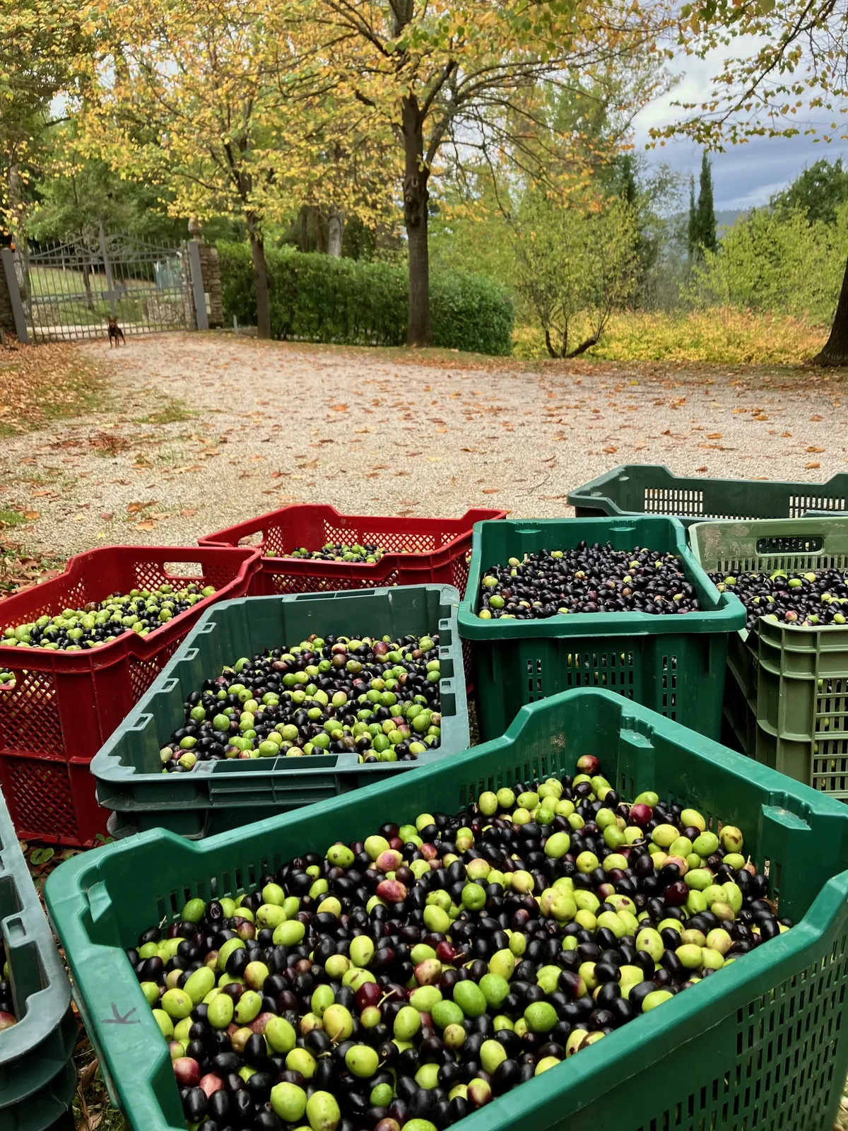 Green crates full of olives under the trees