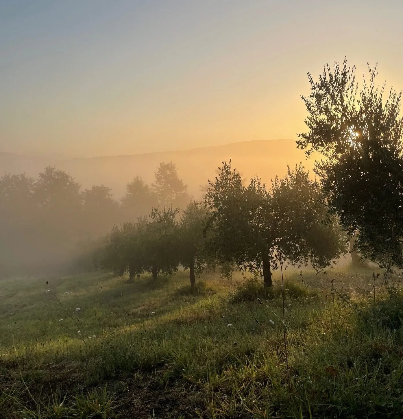 Olive trees in the morning mist on the slope below the house