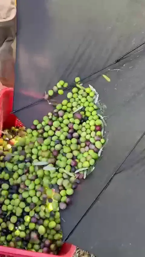Freshly picked olives gathered in an upturned umbrella