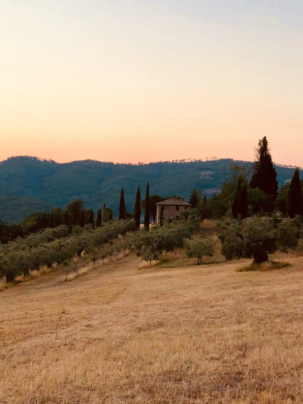 Olive grove on the hillside with the farmhouse and cypresses