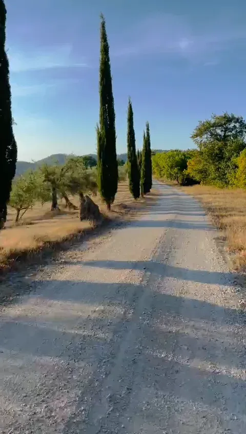 The white gravel road lined with cypresses