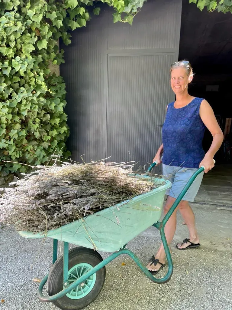 Cutting lavender into a wheelbarrow