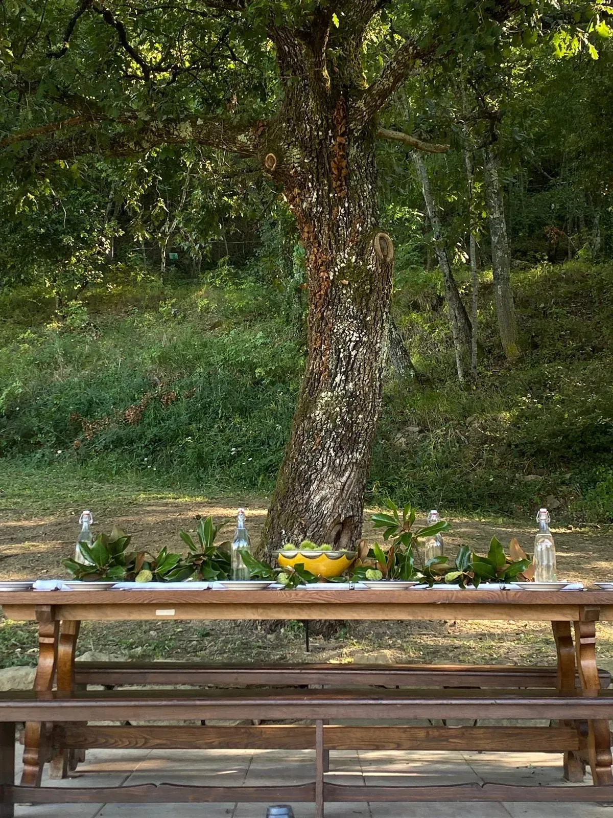 A long table laid under the great oak in the olive fields
