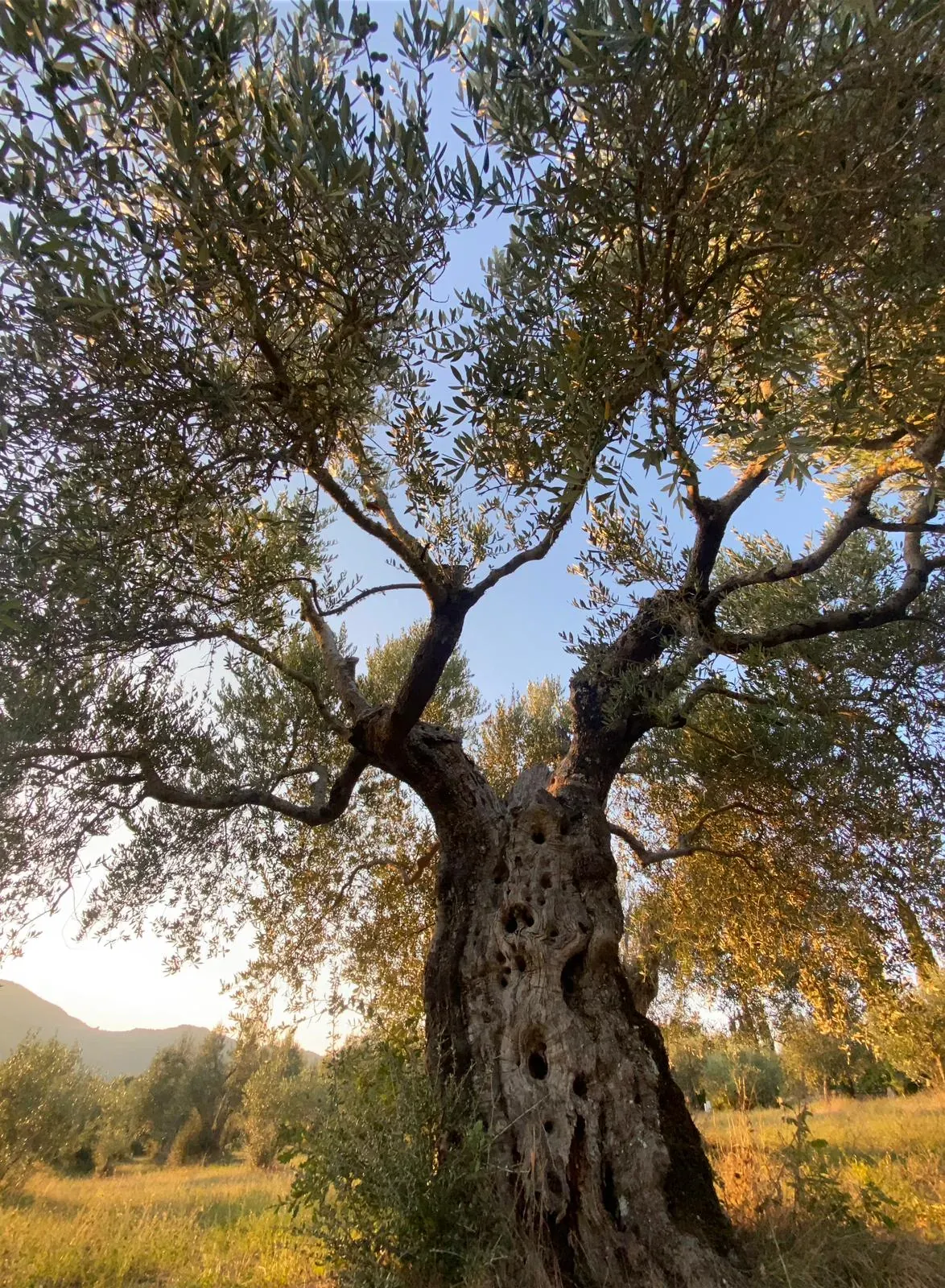 The twisted trunk of an ancient olive tree