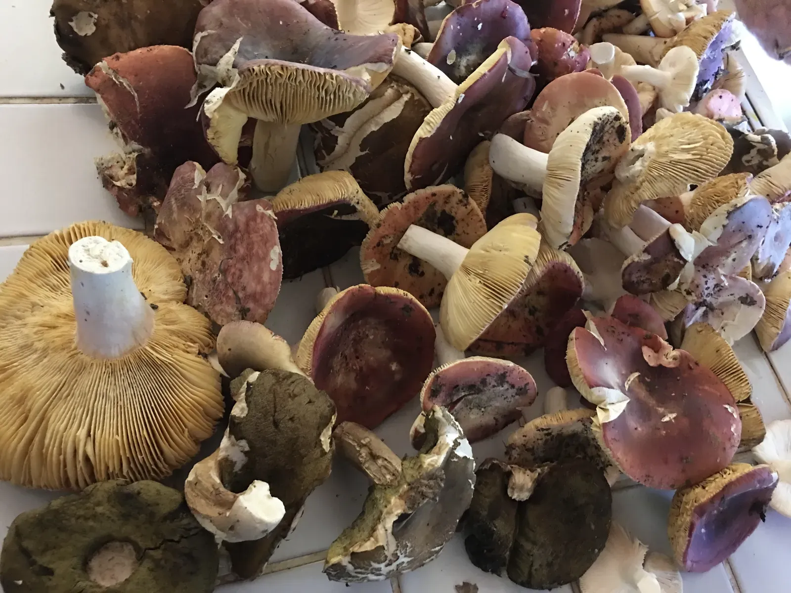 A table covered with porcini mushrooms