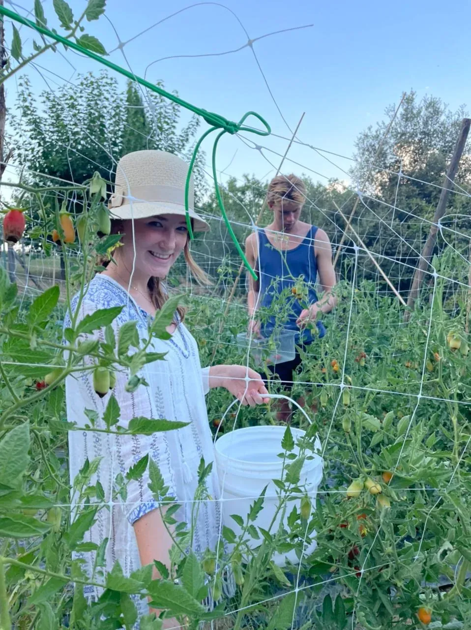 Picking tomatoes in the vegetable garden