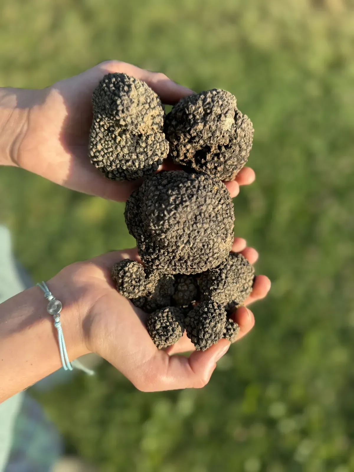 A large black truffle held in two hands